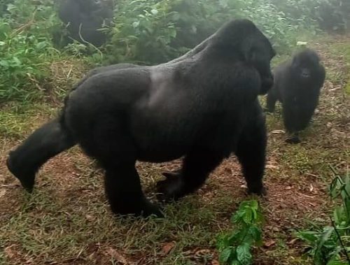 buhoma gorillas in the mist